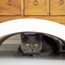 District 70 Arch Cardboard S