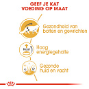 Royal Canin Kattenvoer Maine Coon Adult <br>12 x 85 gr