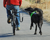 Fietsbeugel Springer