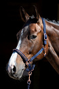 Harry's Horse Halsterset Rosegold NXT