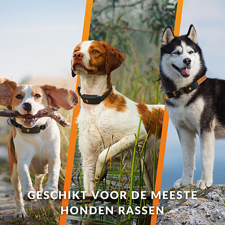 Weenect XT GPS Tracker met Julius-K9 Halsband Oranje